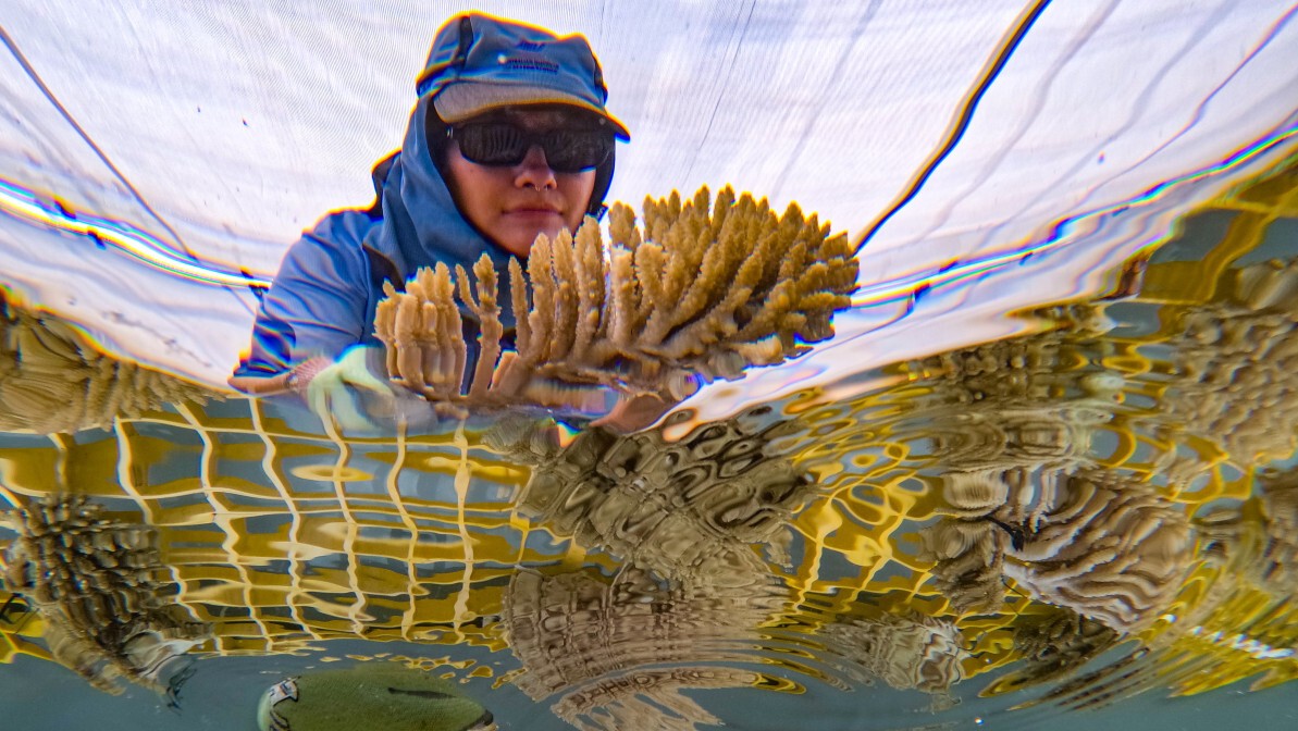 looking up through the water at a person leaning over a large aquaria tank holding a coral colony. 