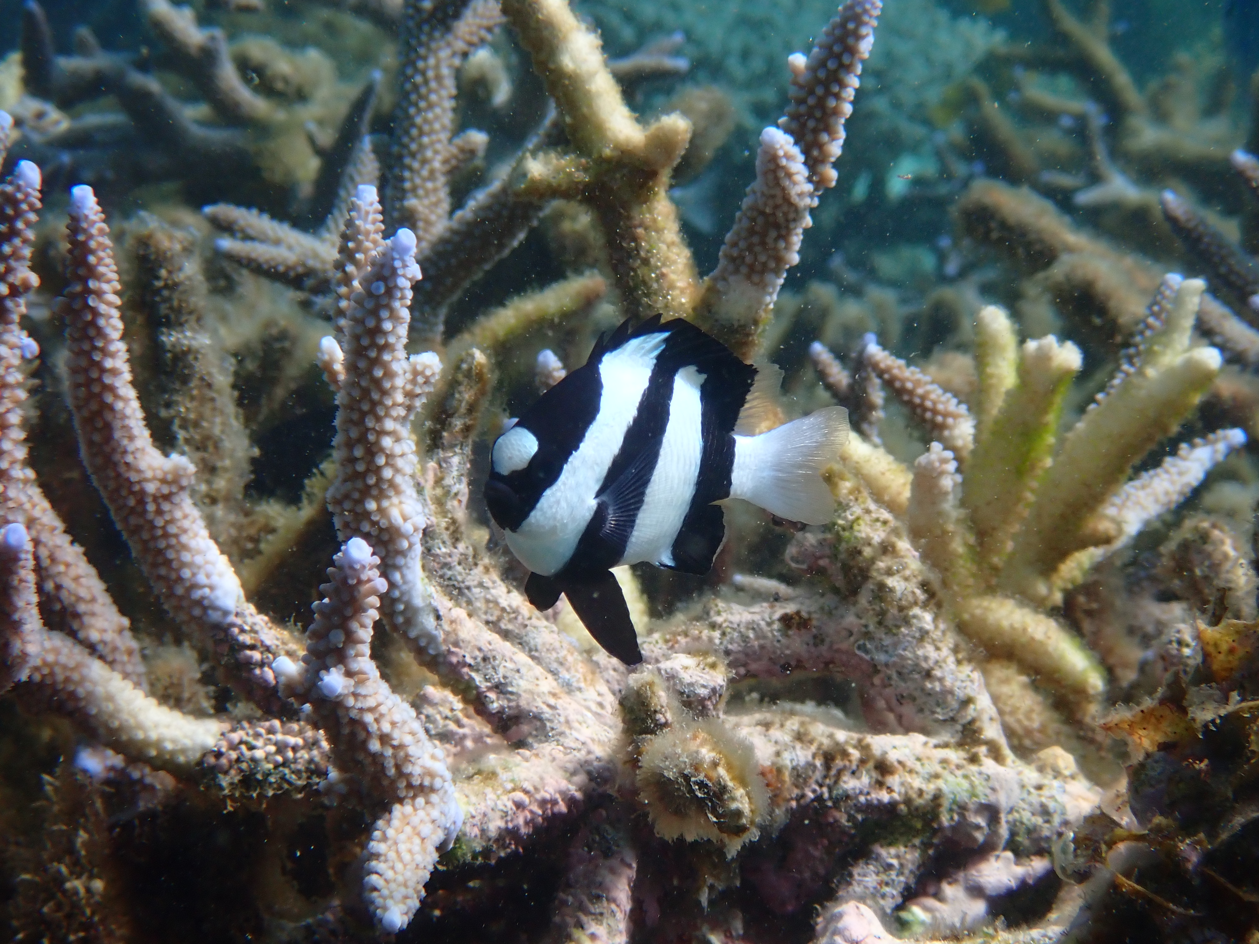 Humbug damselfish