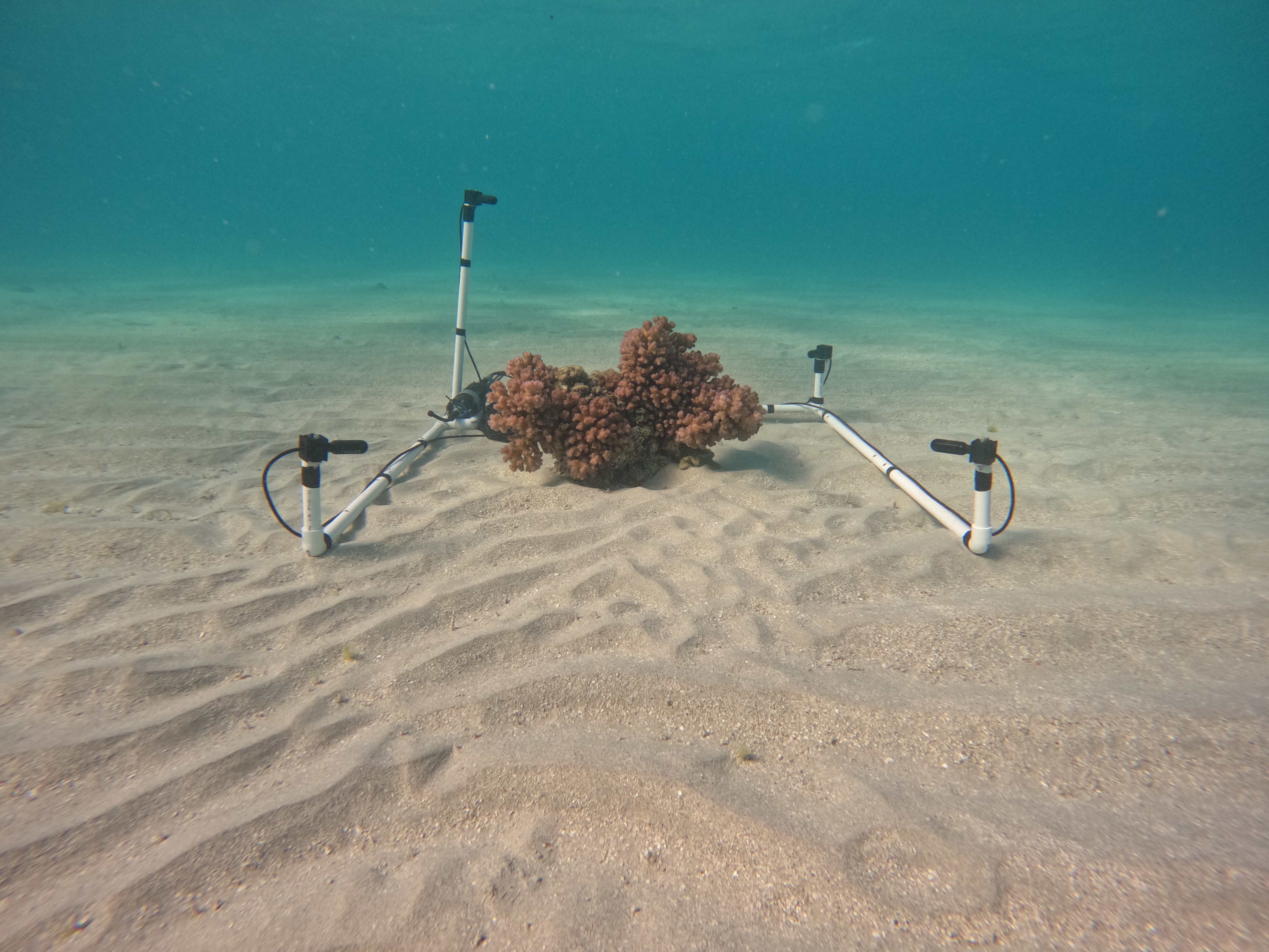 Scientific microphones around coral patch on sandy sea floor