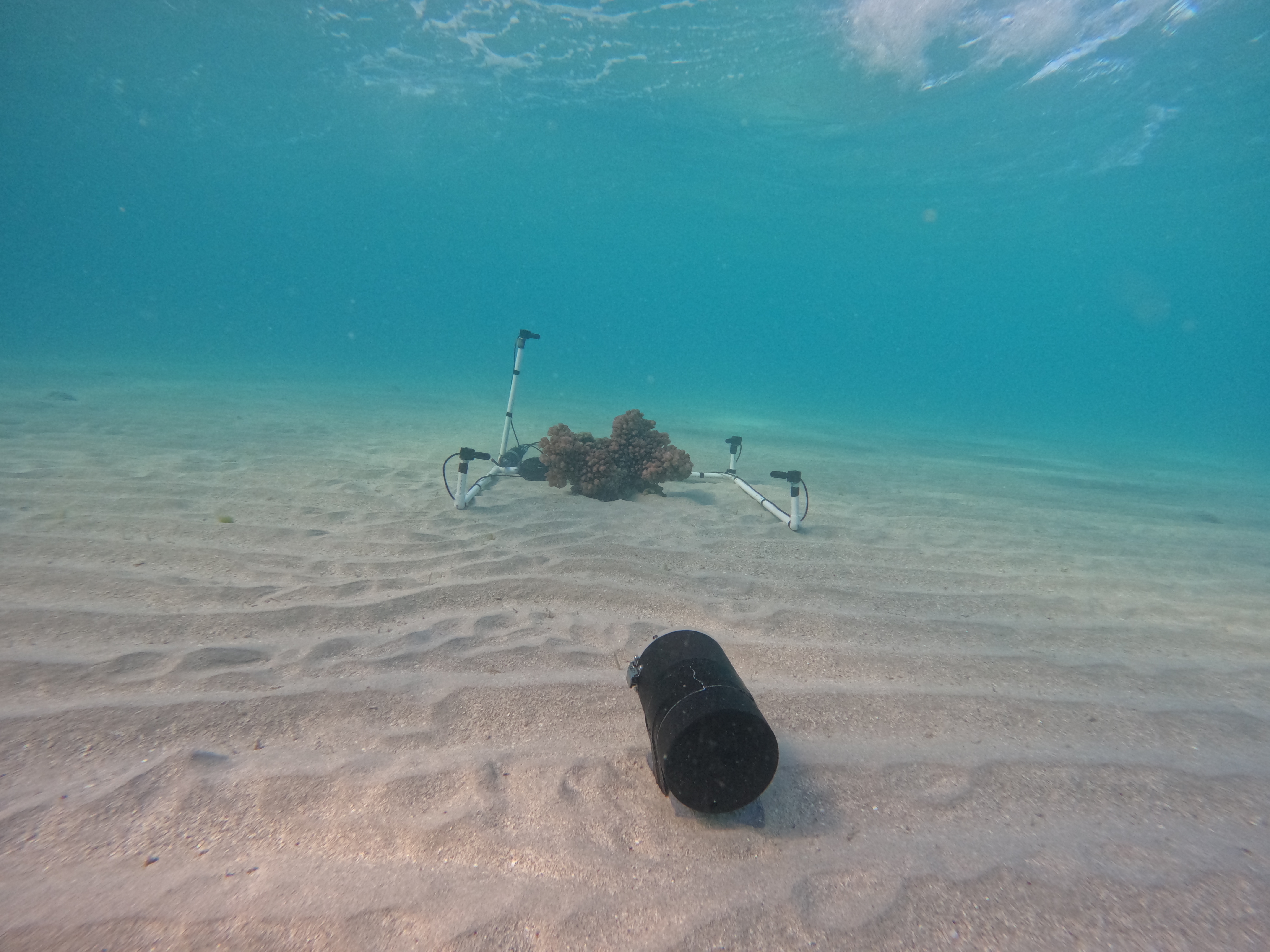Scientific microphones around coral patch on sandy sea floor