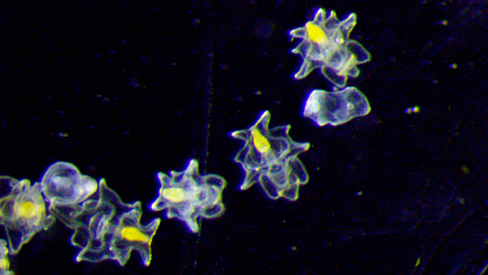 Almost transparent microscopic creatures with a yellow section are pictured against a black background