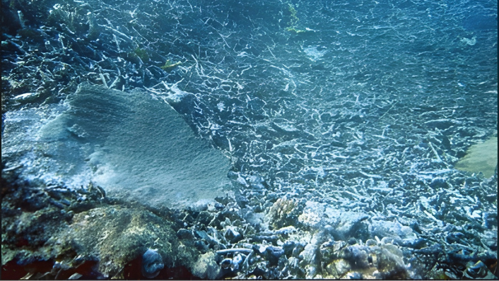 An entire reef slope of broken coral branches observed following cyclone Ingrid (March 2005) CREDIT AIMS