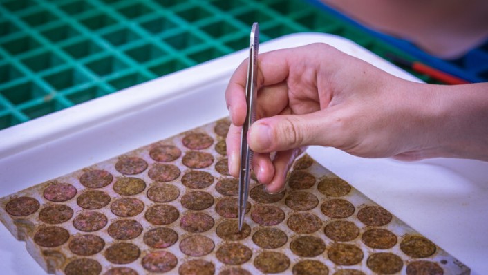 Coral experiment close-up in aquaculture