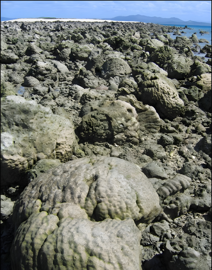 Cyclone Ingrid caused these coral colonies to break away from the reef