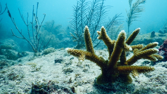 Fragment of coral on seafloor as part of coral gardening project