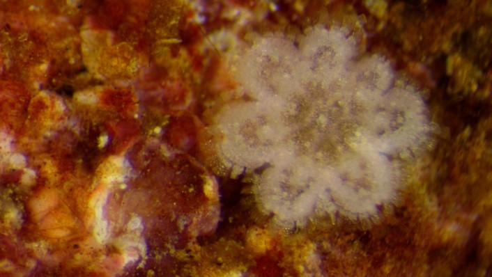 A small flower like creature pictured against an orange biological background