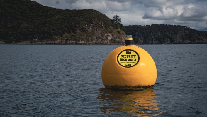 A biosecurity buoy off the New Zealand coast marks invasive Caulerpa seaweed