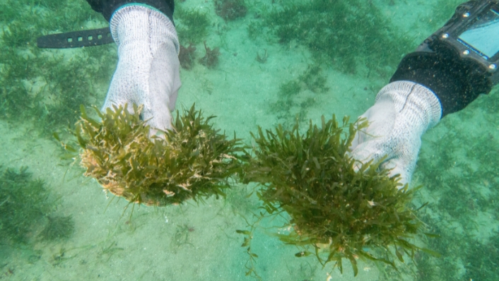 Diver's hands holding clumps of invasive Caulerpa seaweed