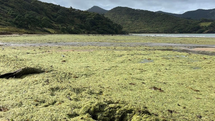 Masses of invasive Caulerpa seaweed on a New Zealand beach 