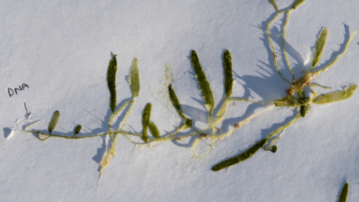 A single Caulerpa seaweed on the beach with fragments used to make the letters DNA
