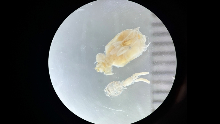 Parasites found in mangrove jack gills under microscope