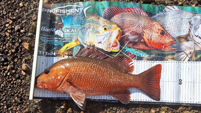 Fished mangrove jack on fishing literature