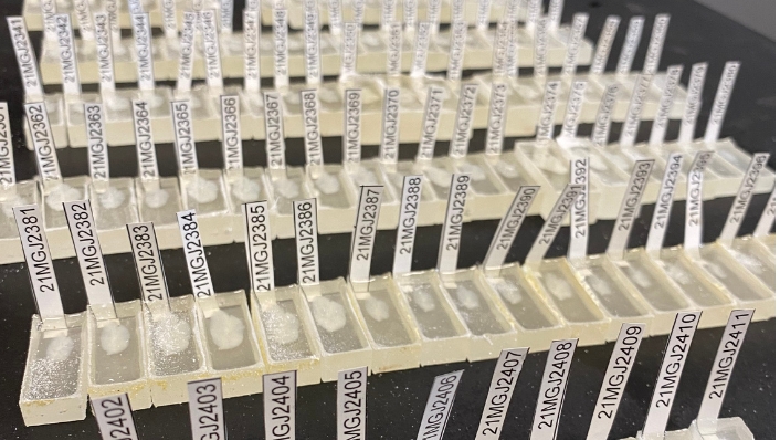 Rows of mangrove jack ear bones set in resin blocks