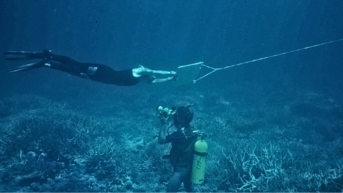 SCUBA diver films manta tow