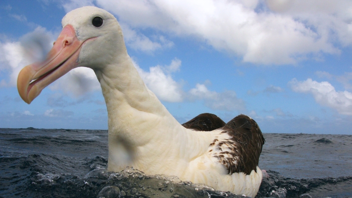 POV of curious albatross