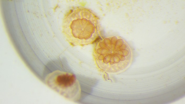 Small yellow/brown young corals are pictured in a petri dish