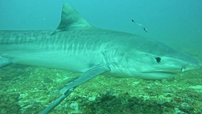 A close up of a tiger shark swimming along