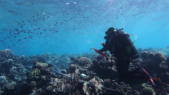 Diver counts fish with clipboard on tropical reef