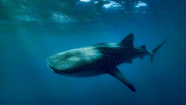 Whale shark