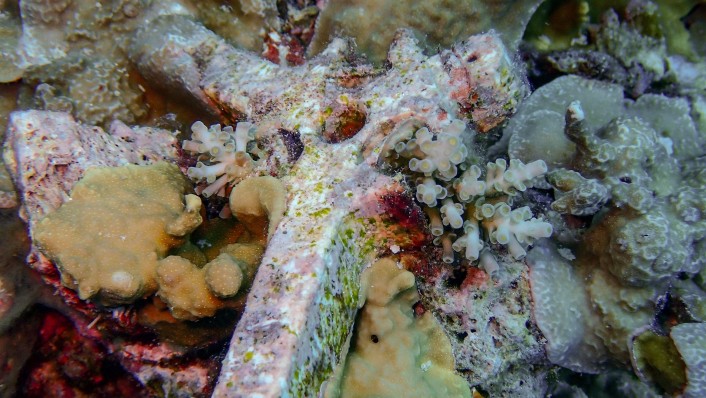 A pale device is shown in an underwater setting with small corals and algae growing from it