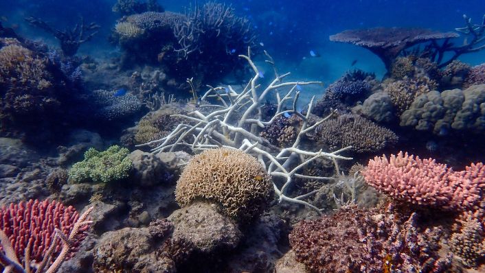 Underwater photo of a coral reef showing mostly healthy hard corals in a variety of shapes and colours, alongside a patch of white, bleached branching coral in the centre. The image illustrates low levels of bleaching within an otherwise diverse coral community on the northern Great Barrier Reef.