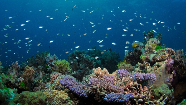 Photo of a coral reef with colourful branching and boulder corals in the foreground, and a school of small fish swimming in clear blue water above.