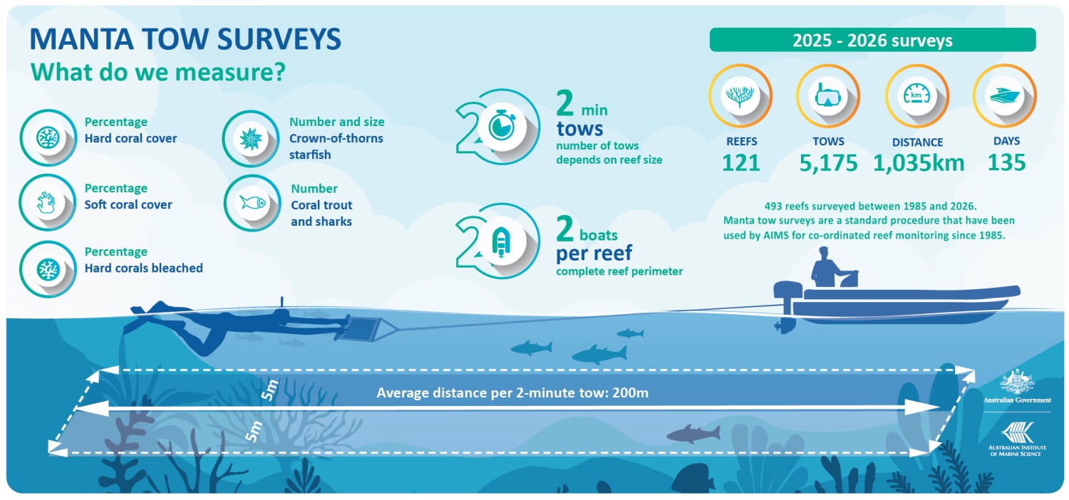 Infographic explaining manta tow reef surveys and what they measure. Surveys record percentage hard coral cover, soft coral cover and bleached hard coral, plus numbers and sizes of crown-of-thorns starfish, coral trout and sharks. Standard survey method uses two 2‑minute tows per reef with two boats. In 2025–26, surveys covered 121 reefs, 5,175 tows, 1,035 km and 135 survey days. Diagram shows a boat towing an observer around a reef perimeter, with an average tow distance of 200 m and survey width of 10m