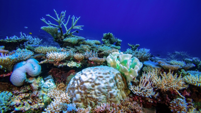 hoto of a coral reef affected by bleaching, showing a mix of pale and white corals across the reef surface. The underwater scene illustrates widespread loss of coral colour associated with heat stress.