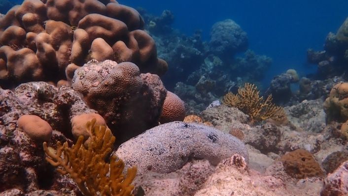 Black teatfish sea cucumber on a coral reef