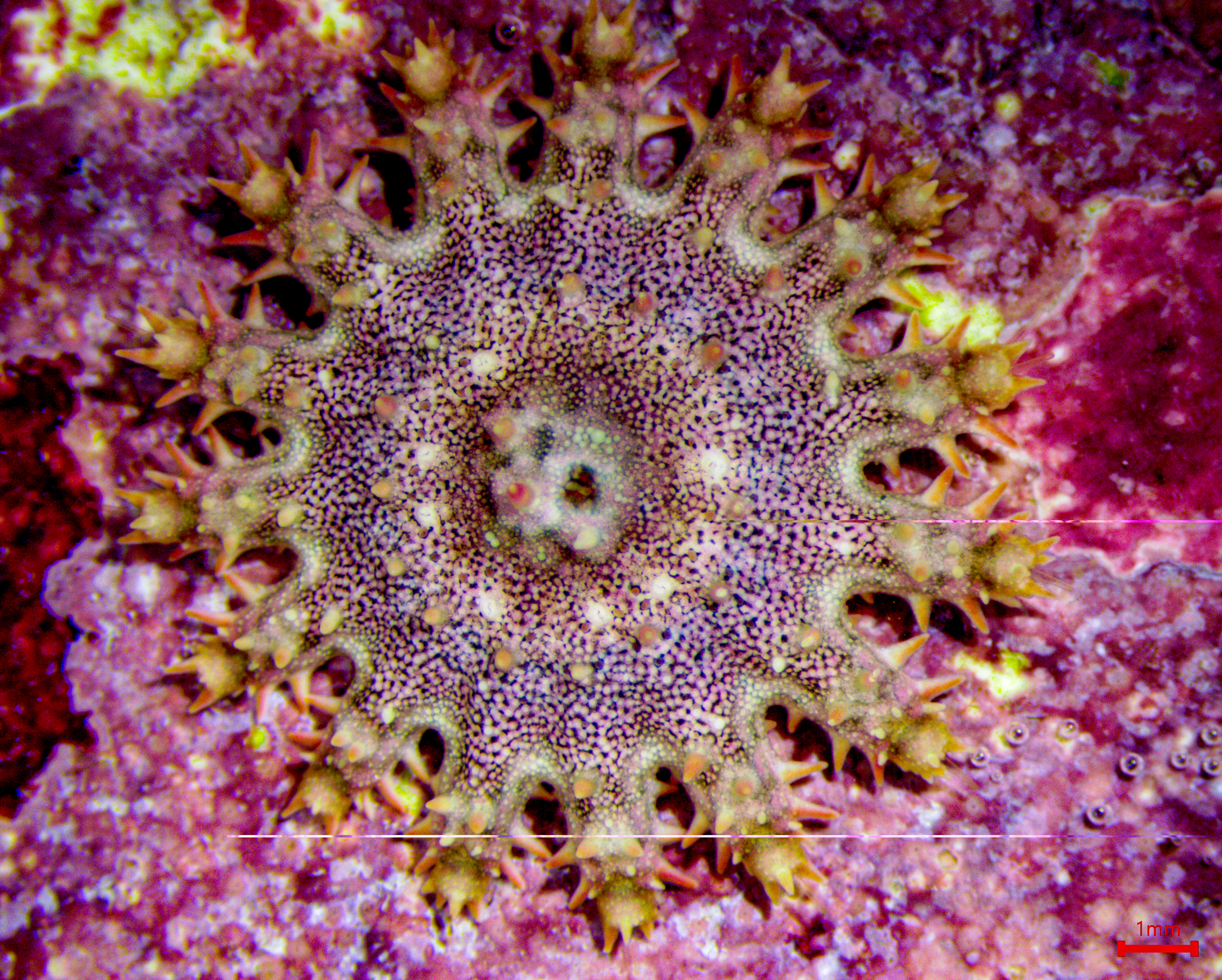 juvenile crown-of-thorns-starfish