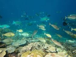 Jenkins Reef in the Swain sector had some of the highest coral cover among the 11 reefs visited in this sector. Here a large mixed-school of curious reef fishes congregates around the photographer.