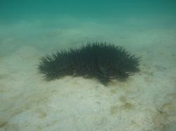 A crown-of-thorns starfish (COTS) out and about on the sand. Adult starfish have little to fear from predators because they taste bad and are covered in needle sharp toxic spines. In recent years increasing COTS activity on reefs north of Cairns has been a major concern for the reef managers.