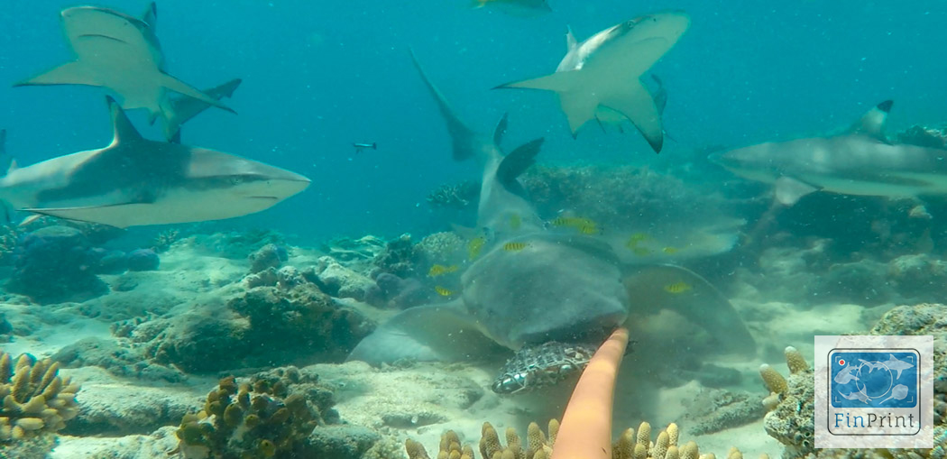 reef sharks attracted to a baited underwater camera station