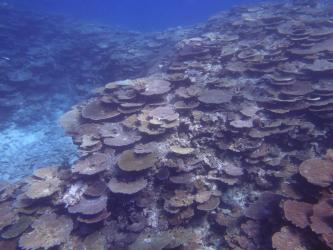 In the absence of severe storms and starfish outbreaks, other reefs in the Southern region such as Lady Musgrave Island Reef, had very high coral cover in October 2017.