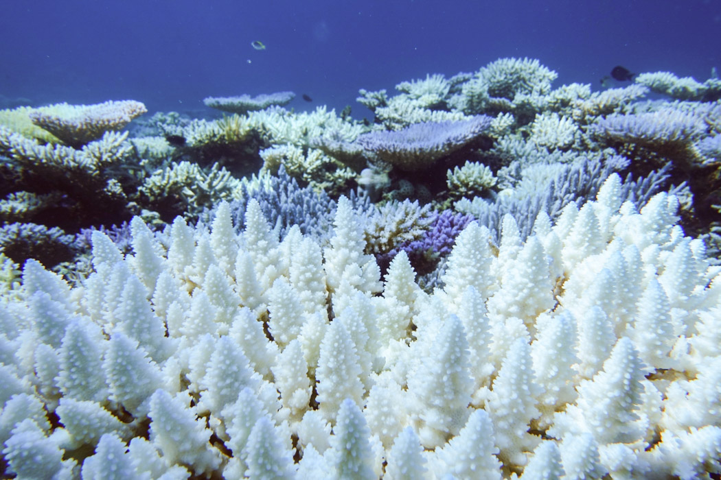 Coral bleaching | AIMS