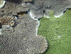 On many reefs in this sector the high coral cover has meant that competition for space between corals is now intense. Here a number of tabulate Acropora spp. hard corals jostle amongst each other. The coral in the small gap at the top left appears to have lost out.