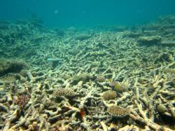 Cyclone Hamish caused widespread destruction of corals in the Swain sector in 2009, but since then, communities have remained relatively undisturbed and coral recovery is underway. Here at Small Lagoon Reef a number of small corals have firmly established on the skeletal rubble beds of their predecessors. This can be a risky strategy though, as the unconsolidated rubble may easily be redistributed by future storms.