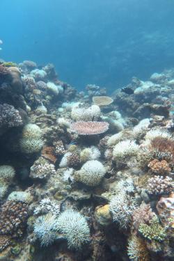 Bleached Seriatopora histrix at Rib Reef. This species was the most sensitive to bleaching at all locations. The relative abundance of Seriatopora histrix was quite high at Rib Reef and so coral bleaching was most striking at this location. Also note the fluorescent colour of the tabulate Acropora sp. colony in the centre of the photo. Corals often take on a lurid appearance like this just prior to bleaching.