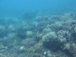Before! A photo of a permanently marked transect at Linnet Reef in 2013. Note the Porites sp. coral head (cream colour) to the left of the picket in this photo and compare to the following image.