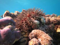 Crown-of-thorns starfish (COTS) feeding on a Favia sp. hard coral Crown-of-thorns starfish (COTS) feeding on a Favia sp. hard coral