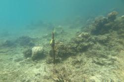 After! The same permanently marked transect at Linnet Reef in 2015, after Severe Tropical Cyclone Ita passed near this reef in April 2014. Note the Porites sp. coral head (cream colour) to the left of the picket in this photo and compare to the previous image. The rest of the coral community was removed by the large waves associated with the tropical cyclone.