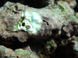 Image 2: A little known fact is that coral reefs could not exist if it were not for coralline algae. These algae are an important source of carbonate, help glue the reef together and act as an important settlement cue for corals. They are also subject to disease. In this photo the white scar is a result of coralline white-band syndrome disease. The LTMP has been monitoring diseases of coralline algae since 2006.