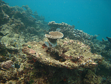 John Brewer Reef in the Townsville sector suffered a spectacular and intense crown-of-thorns starfish outbreak between 2001 and 2004. The relatively short time elapsed since this outbreak means reef-wide coral cover remains very low. Despite the low coral cover some signs of recovery (such as this small tabulate coral growing on the remains of and old dead one) are now evident.