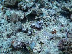 This devil scorpion fish (Scorpaenopsis diabolus) was found while conducting scuba surveys on Turner Cay Reef. These highly camouflaged predators rely on their disguise to blend in with the background and ambush unsuspecting prey as they swim by.