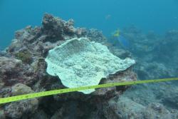 Figure 3: A bleached Montipora spp. along the scuba transect at Reef 21-591.