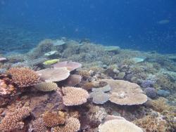 Diverse coral communities covering much of the substrate were a common sight on the reef front at Reef 22-084.