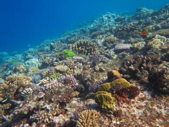 A mix of some dead colonies and a diversity of living corals on the reef crest at Creech Reef, August 2016.