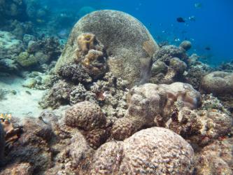 Coral bleaching results from exposure to sustained high sea temperatures and bright light.  Small areas of coral tissue survived on the more shaded sides of massive colonies at Sir Charles Hardy Reef.