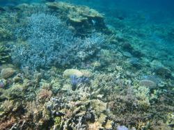 Vibrant coral communities that covered most of the substratum were found on sections of the back reef of Reef 21-139 in the Swain sector.