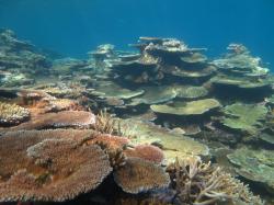 Coral recovery at John Brewer Reef. Here table corals of Acropora genus are dominant.